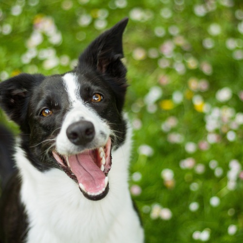 Pet Policy Image